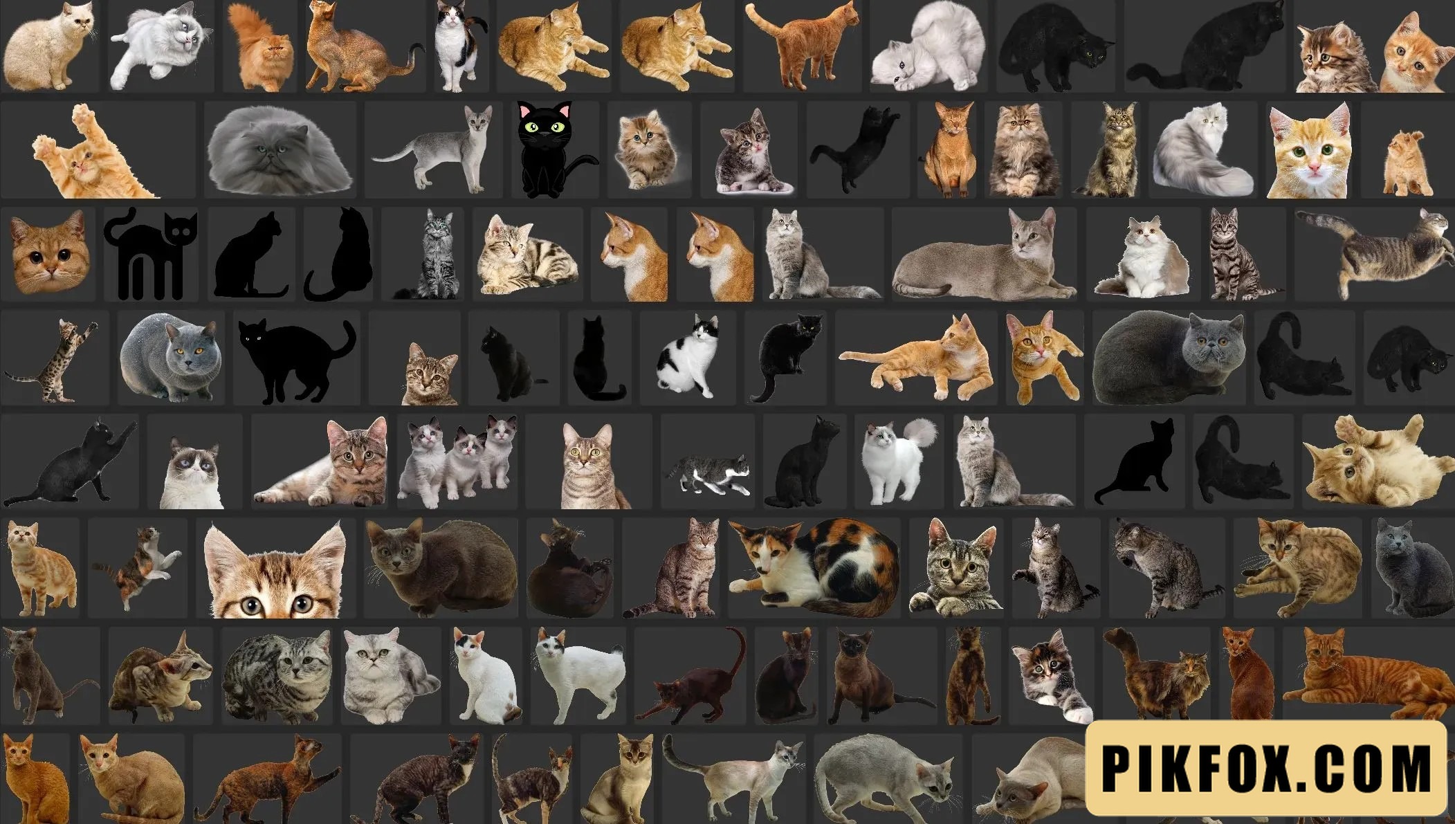 180+ Mèo PNG